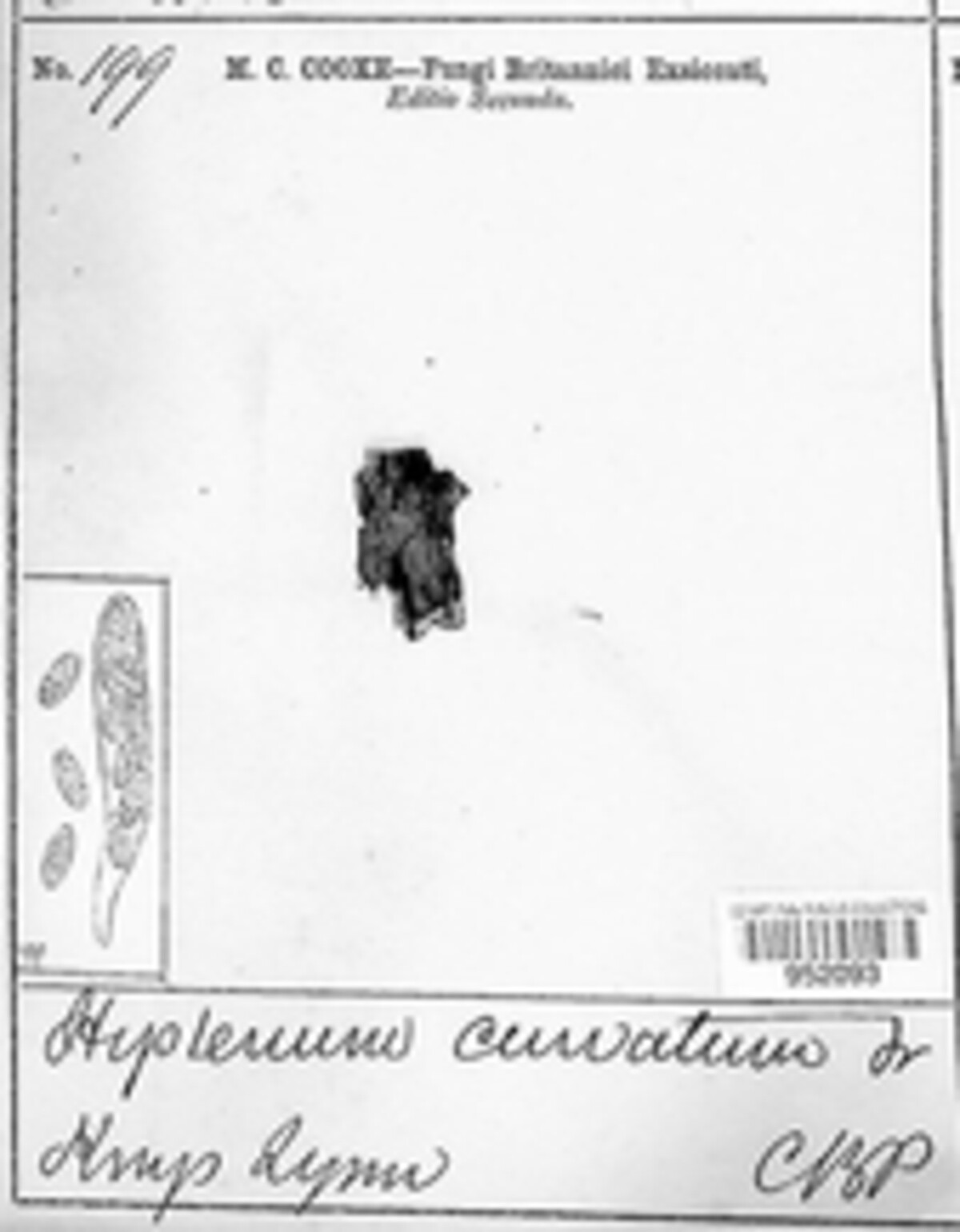 Hysterobrevium curvatum image